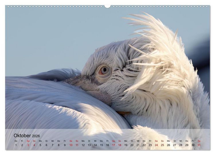 Produktbild: Krauskopfpelikane (hochwertiger Premium Wandkalender 2026 DIN A2 quer), Kunstdruck in Hochglanz