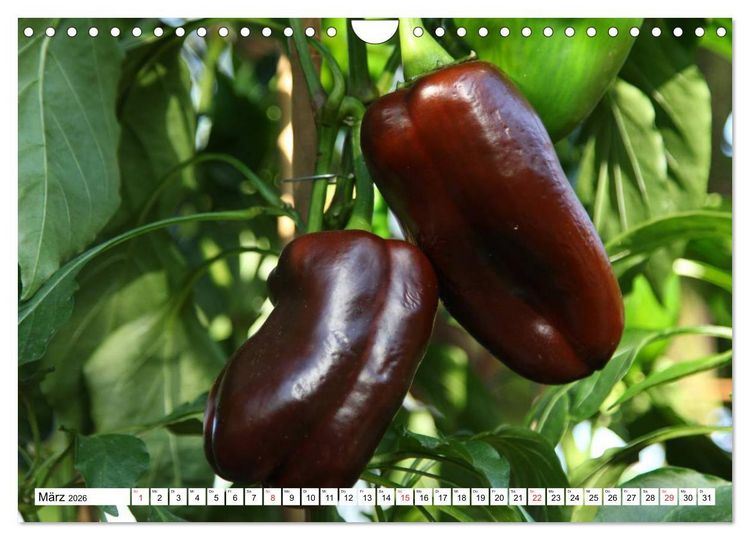 Produktbild: F&uuml;r Chili Liebhaber (Wandkalender 2026 DIN A4 quer), CALVENDO Monatskalender