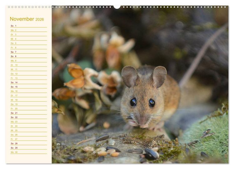 Produktbild: Gr&uuml;sse von der Maus! (Wandkalender 2026 DIN A2 quer), CALVENDO Monatskalender