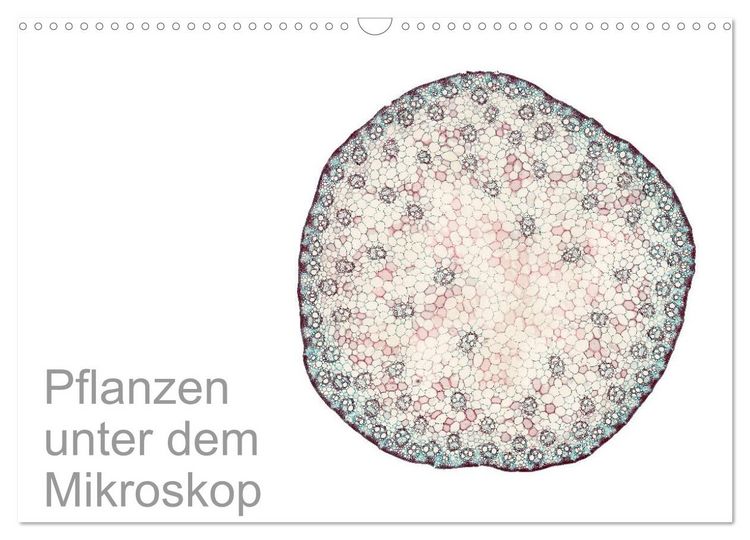 Produktbild: Pflanzen unter dem Mikroskop (Wandkalender 2026 DIN A3 quer), CALVENDO Monatskalender