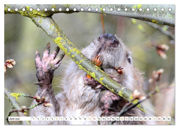 Produktbild: Der Biber, ein guter Bauhandwerker (Tischkalender 2026 DIN A5 quer), CALVENDO Monatskalender