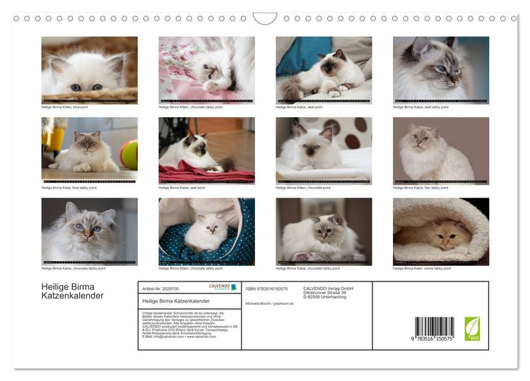 Produktbild: Heilige Birma Katzenkalender (Wandkalender 2026 DIN A3 quer), CALVENDO Monatskalender