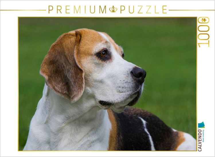 Produktbild: CALVENDO Puzzle Beagle Portr&auml;t | 1000 Teile Lege-Gr&ouml;&szlig;e 64x48cm Foto-Puzzle f&uuml;r gl&uuml;ckliche Stunden