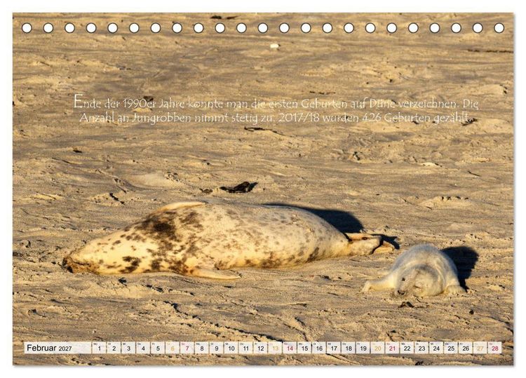 Produktbild: Kegelrobben auf der Insel D&uuml;ne (Tischkalender 2027 DIN A5 quer), CALVENDO Monatskalender