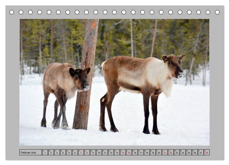 Produktbild: Rentiere im Hohen Norden (Tischkalender 2026 DIN A5 quer), CALVENDO Monatskalender