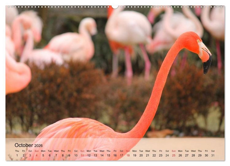 Produktbild: Flamingos Think pink (High Quality Premium Wall Calendar 2026 DIN A2 landscape),CALVENDO 12 Month Wall Calendar