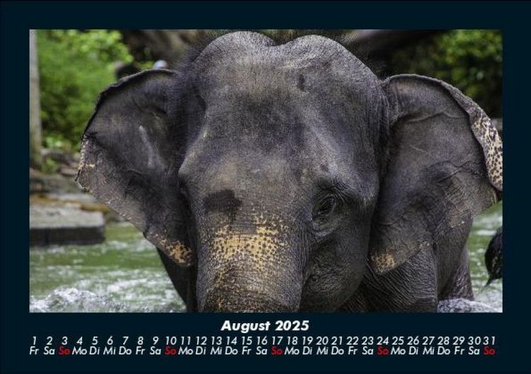 Produktbild: Elefanten 2025 Fotokalender DIN A5