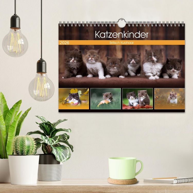 Produktbild: Katzenkinder - Britisch Kurzhaar (Wandkalender 2026 DIN A4 quer), CALVENDO Monatskalender