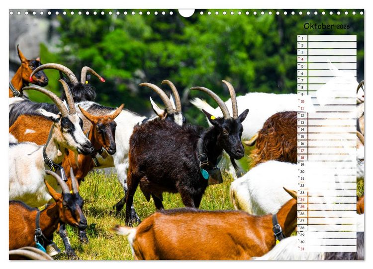 Produktbild: Ziegenfreude (Wandkalender 2026 DIN A3 quer), CALVENDO Monatskalender