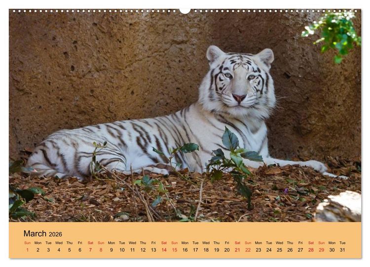 Produktbild: Just Bengal Tigers (High Quality Premium Wall Calendar 2026 DIN A2 landscape),CALVENDO 12 Month Wall Calendar