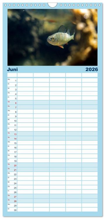 Produktbild: Familienplaner 2026 - Faszination Fische mit 5 Spalten (Wandkalender, 21 x 45 cm) CALVENDO