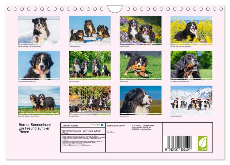 Produktbild: Berner Sennenhund - Ein Freund auf vier Pfoten (Wandkalender 2026 DIN A4 quer), CALVENDO Monatskalender