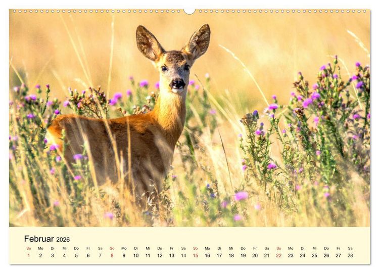 Produktbild: Scheue Wildtiere in heimischen W&auml;ldern und Bergen (Wandkalender 2026 DIN A2 quer), CALVENDO Monatskalender
