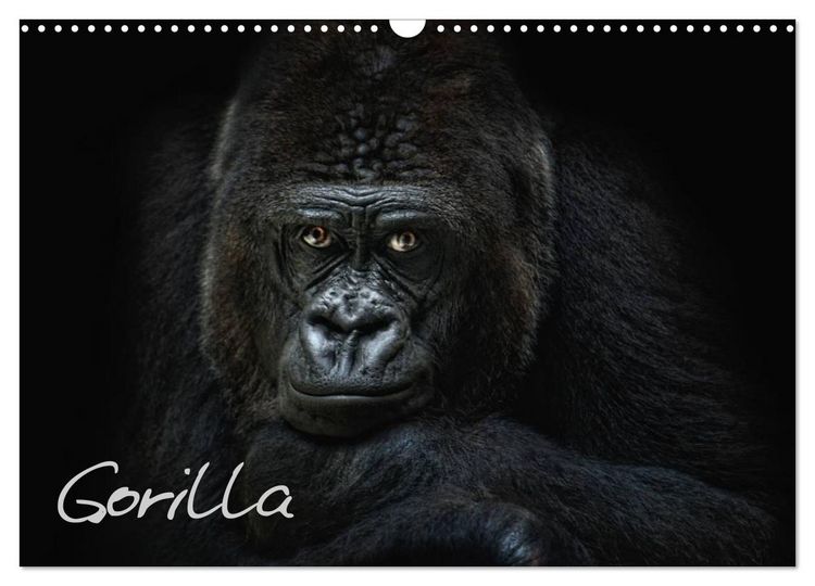 Produktbild: Gorilla (Wandkalender 2026 DIN A3 quer), CALVENDO Monatskalender