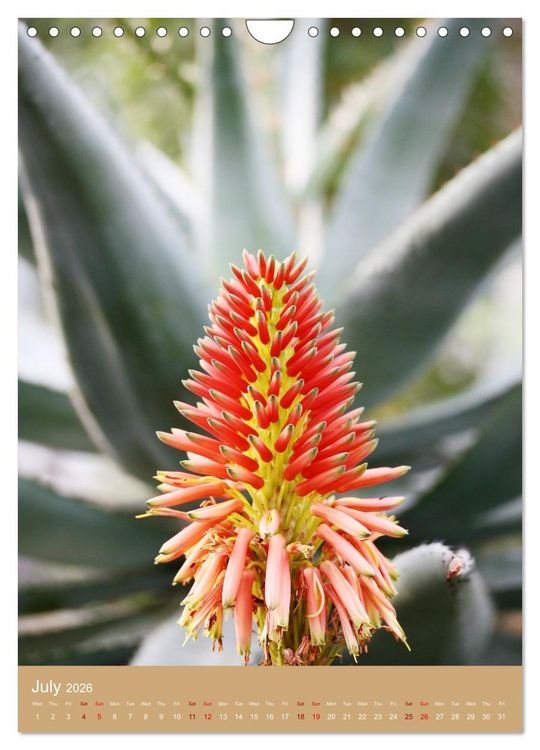 Produktbild: Succulents and Cacti - Strong Thorns, Delicate Blooms (Wall Calendar 2026 DIN A4 portrait), CALVENDO 12 Month Wall Calendar