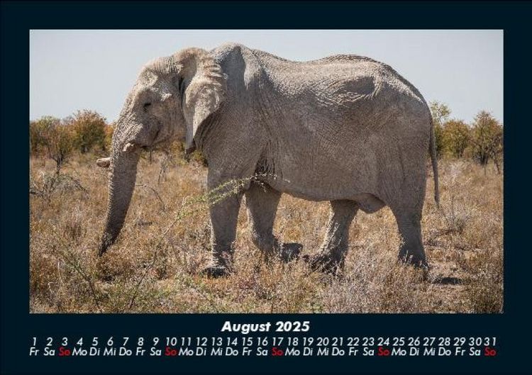 Produktbild: Elefanten 2025 Fotokalender DIN A5