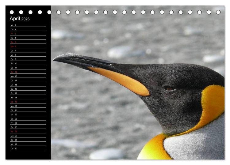 Produktbild: Pinguine - Kaiser- und K&ouml;nigspinguine (Tischkalender 2026 DIN A5 quer), CALVENDO Monatskalender