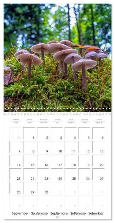 Produktbild: Champignons grignot&eacute;s (Calendrier mural carr&eacute; 2026 30x30 cm) Calendrier double avec une page pour vos prises de notes