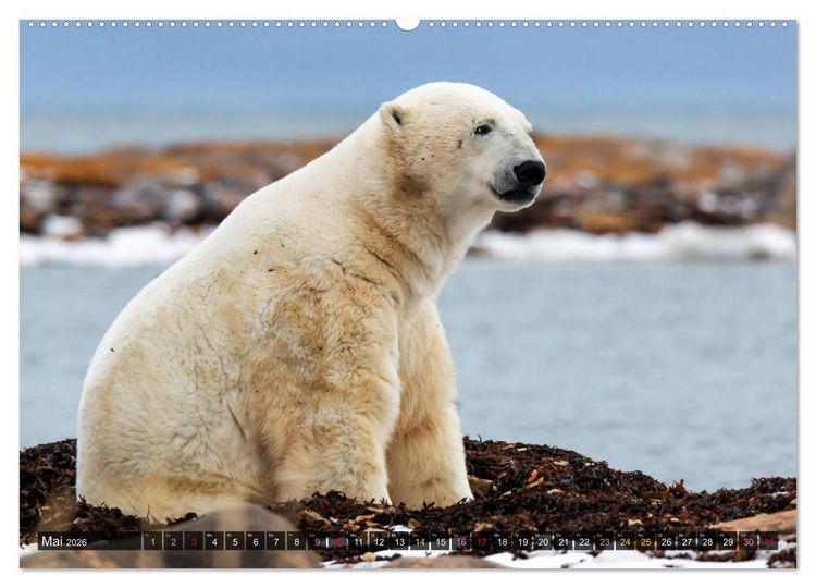 Produktbild: AN DER HUDSON BAY (hochwertiger Premium Wandkalender 2026 DIN A2 quer), Kunstdruck in Hochglanz