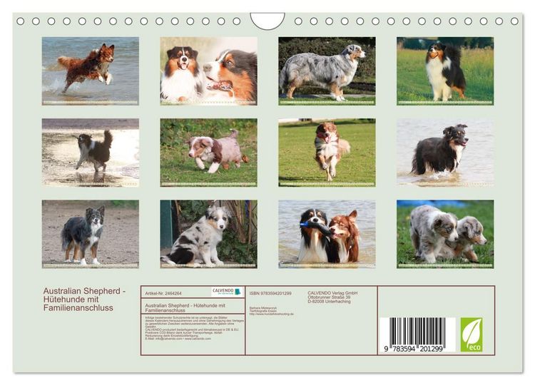 Produktbild: Australian Shepherd - H&uuml;tehunde mit Familienanschluss (Wandkalender 2027 DIN A4 quer), CALVENDO Monatskalender