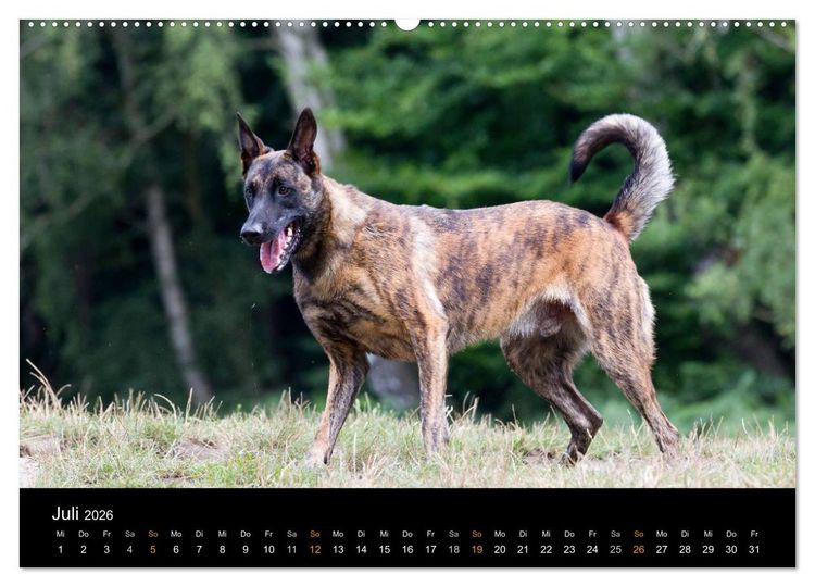 Produktbild: Holl&auml;ndischer Sch&auml;ferhund (Wandkalender 2026 DIN A2 quer), CALVENDO Monatskalender