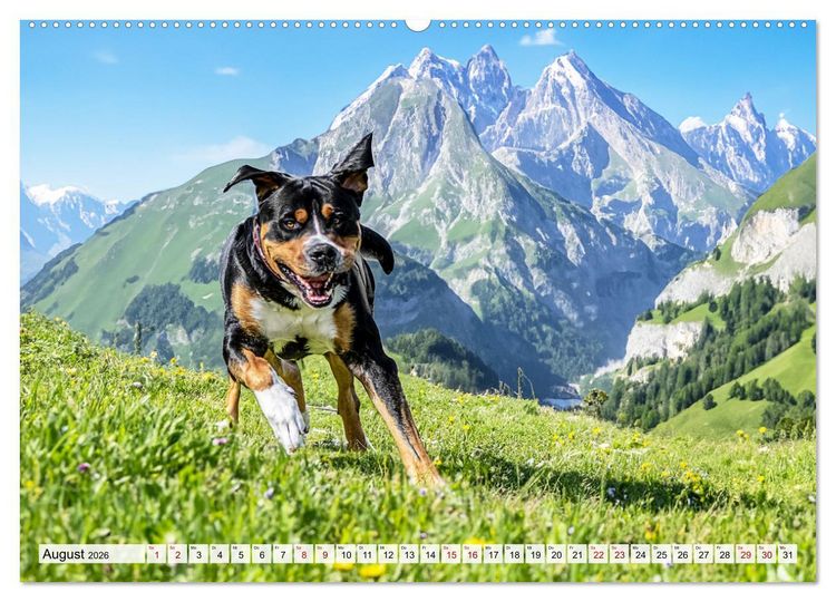 Produktbild: Gro&szlig;e Schweizer - Gigantische Sennenhunde (hochwertiger Premium Wandkalender 2026 DIN A2 quer), Kunstdruck in Hochglanz