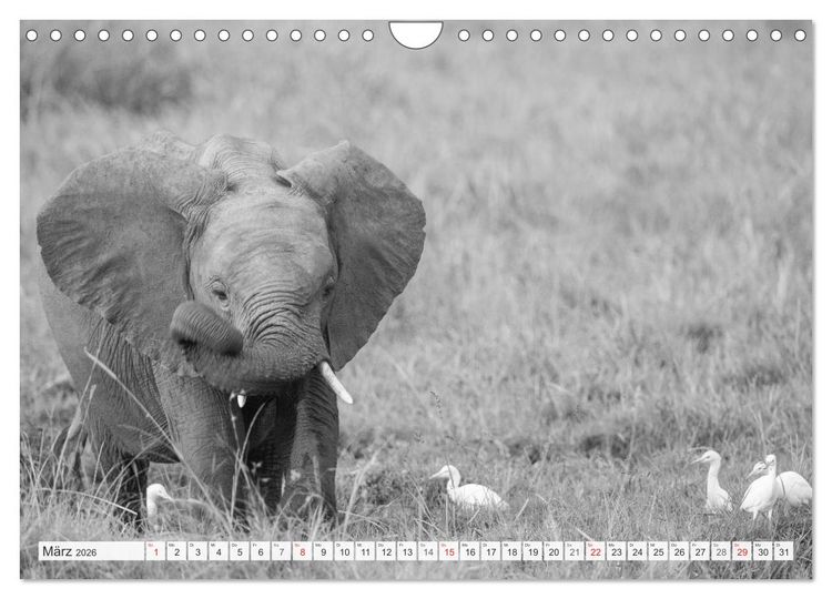 Produktbild: Emotionale Momente: Elefanten in black & white (Wandkalender 2026 DIN A4 quer), CALVENDO Monatskalender
