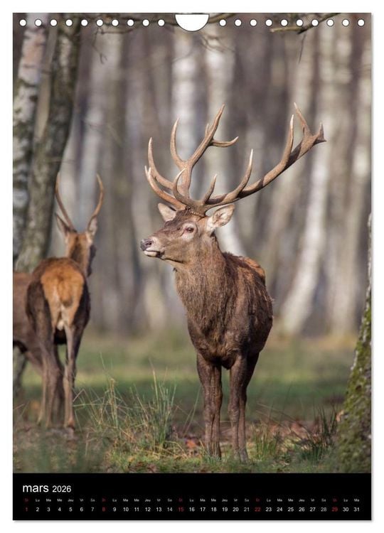 Produktbild: LE CERF EN FRANCE (Calendrier mural 2026 DIN A4 horizontal), CALVENDO calendrier mensuel