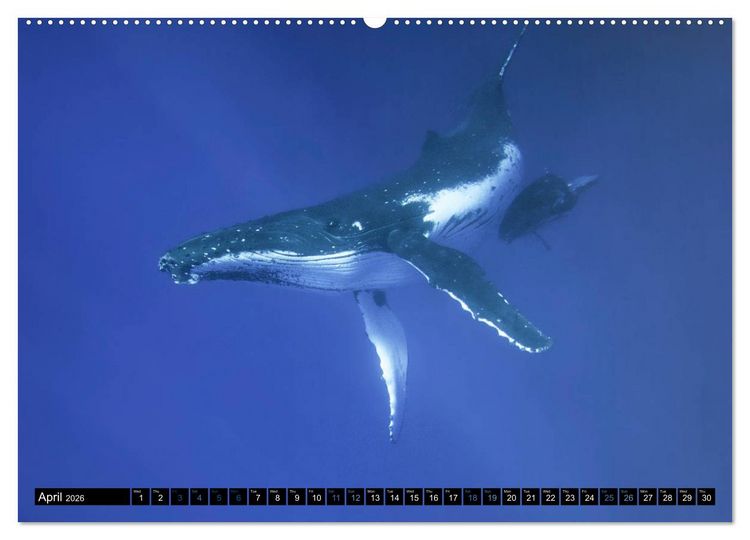 Produktbild: A Whale of a Year (High Quality Premium Wall Calendar 2026 DIN A2 landscape),CALVENDO 12 Month Wall Calendar