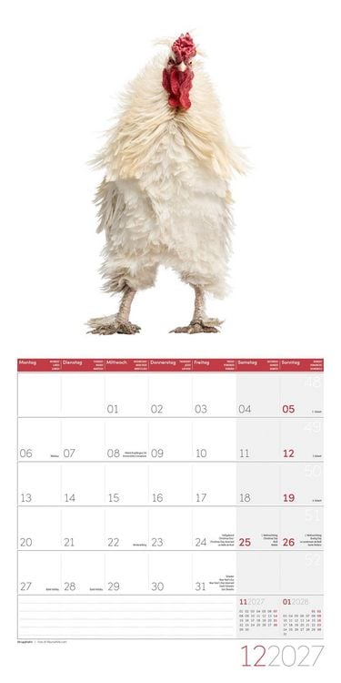 Produktbild: Verr&uuml;ckte H&uuml;hner Kalender 2027 - 30x30 - Art12