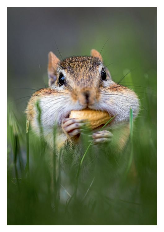 Produktbild: Postkartenblock Lustige Tiere