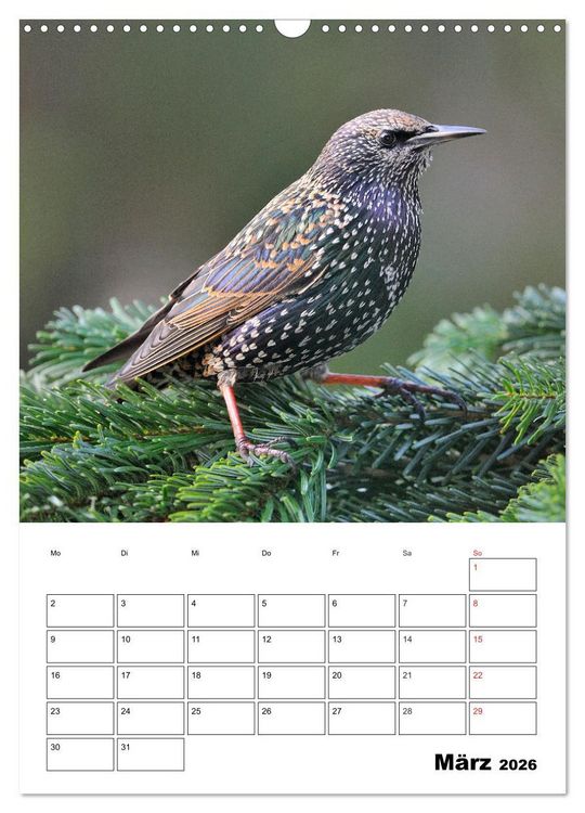 Produktbild: Bezaubernde V&ouml;gel im heimischen Garten (Wandkalender 2026 DIN A3 hoch), CALVENDO Monatskalender