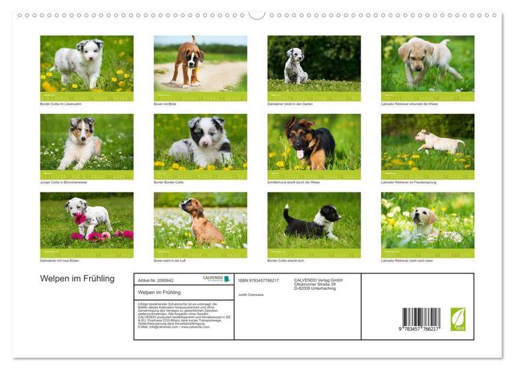 Produktbild: Welpen im Fr&uuml;hling (hochwertiger Premium Wandkalender 2026 DIN A2 quer), Kunstdruck in Hochglanz