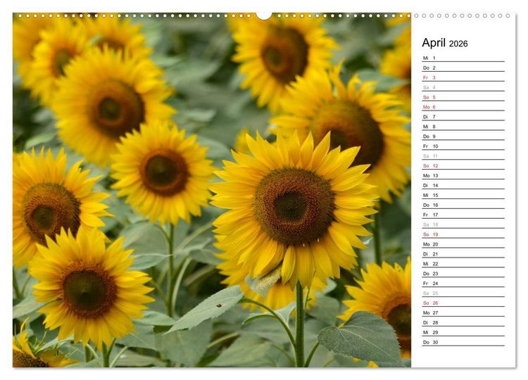 Produktbild: Ein Jahr lang Sonnenblumen (Wandkalender 2026 DIN A2 quer), CALVENDO Monatskalender