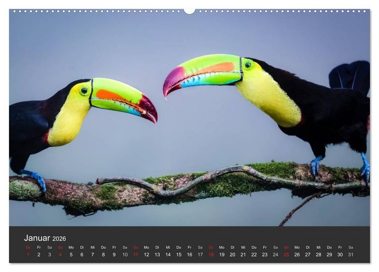 Produktbild: Costa Rica tierisch gut 2026 (hochwertiger Premium Wandkalender 2026 DIN A2 quer), Kunstdruck in Hochglanz