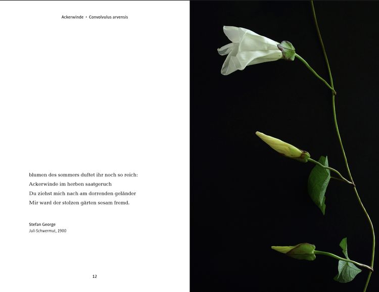 Produktbild: Wildblumen
