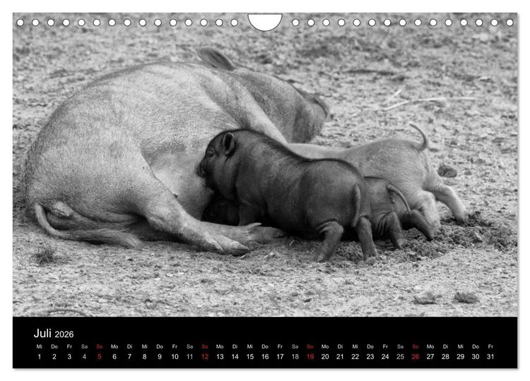 Produktbild: Das Leben der Schweine (Wandkalender 2026 DIN A4 quer), CALVENDO Monatskalender