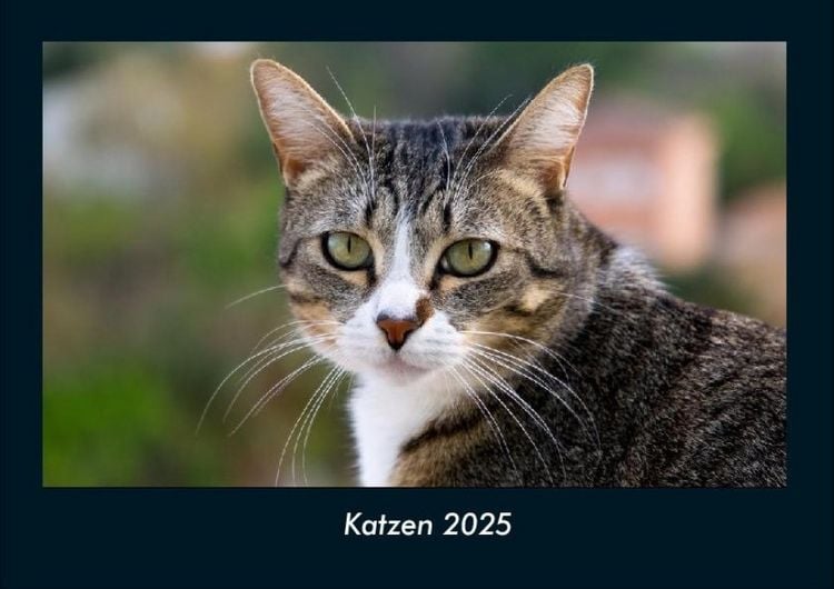 Produktbild: Katzen 2025 Fotokalender DIN A4
