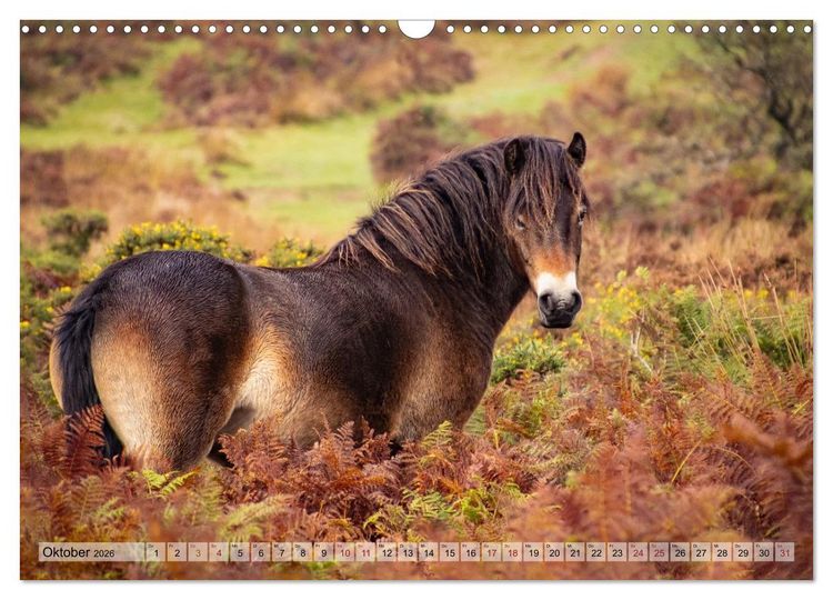 Produktbild: Wildperde - die Magie der Natur (Wandkalender 2026 DIN A3 quer), CALVENDO Monatskalender
