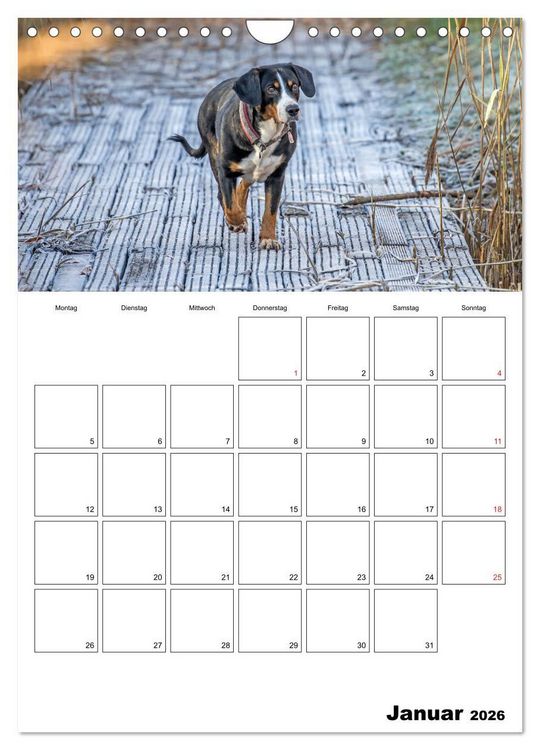 Produktbild: Entlebucher Sennenhunde begleiten Sie durch das Jahr (Wandkalender 2026 DIN A4 hoch), CALVENDO Monatskalender