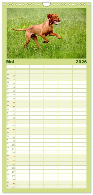 Produktbild: Familienplaner 2026 - Magyar Vizsla mit 5 Spalten (Wandkalender, 21 x 45 cm) CALVENDO