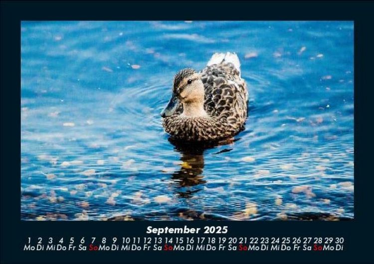 Produktbild: Seeblick 2025 Fotokalender DIN A5