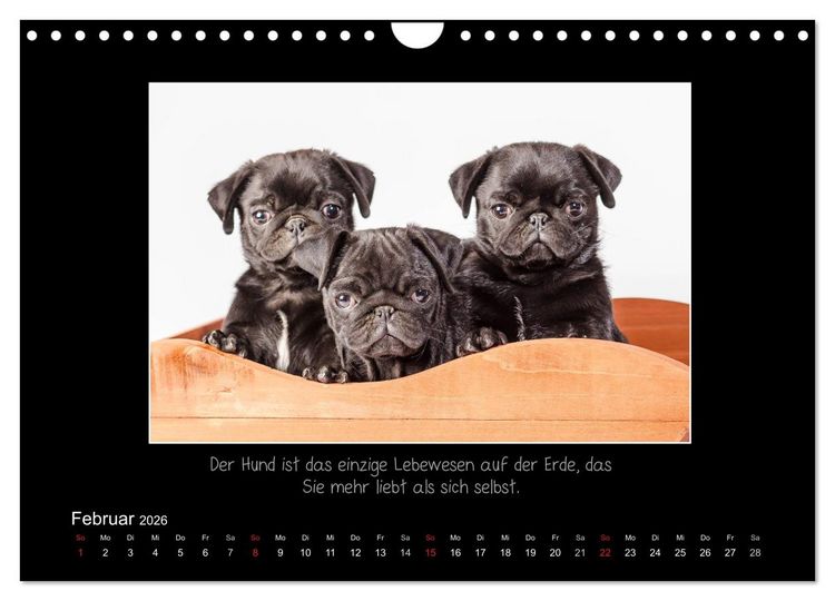 Produktbild: M&ouml;pse 2026 (Wandkalender 2026 DIN A4 quer), CALVENDO Monatskalender