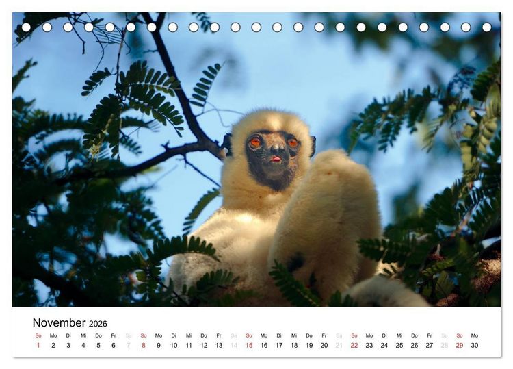 Produktbild: Traumwelt Madagaskar (Tischkalender 2026 DIN A5 quer), CALVENDO Monatskalender