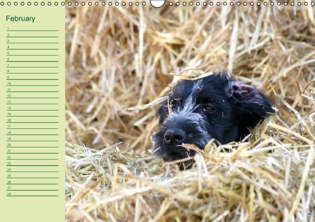 Produktbild: Puppies Birthday Calendar / UK-Version (Wall Calendar perpetual DIN A3 Landscape)