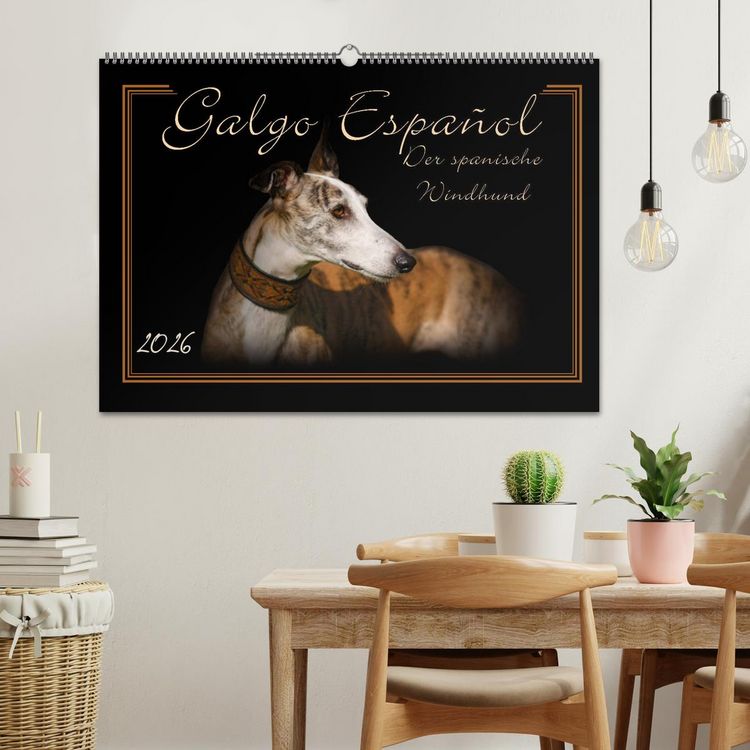 Produktbild: Galgo Espa&ntilde;ol 2026- Der spanische Windhund (Wandkalender 2026 DIN A2 quer), CALVENDO Monatskalender