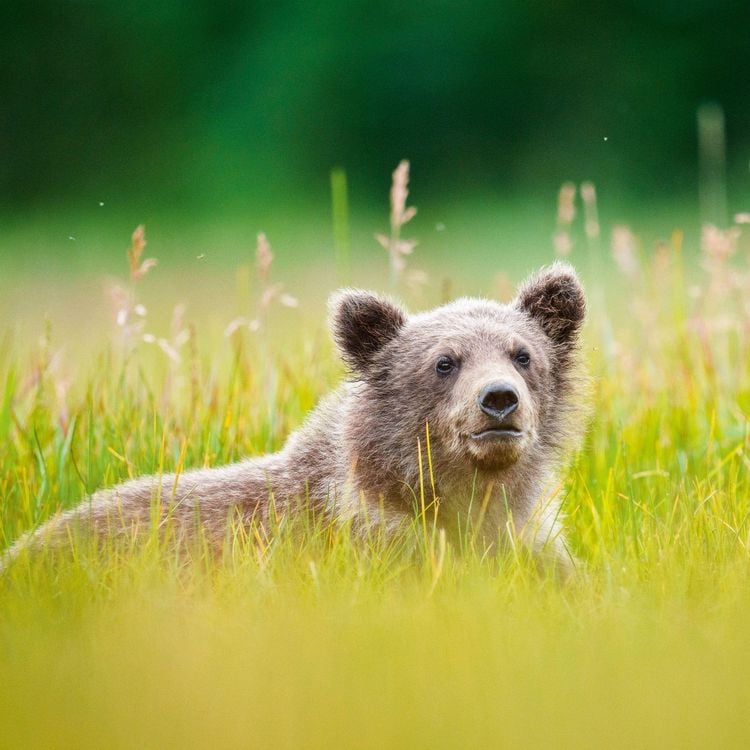 Produktbild: Bears 2027