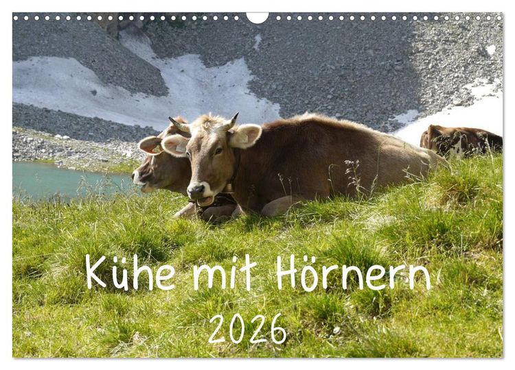 Produktbild: K&uuml;he mit H&ouml;rnern (Wandkalender 2026 DIN A3 quer), CALVENDO Monatskalender
