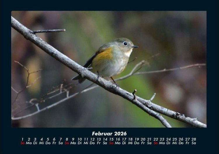 Produktbild: Tiere in der Wildnis 2026 Fotokalender DIN A4