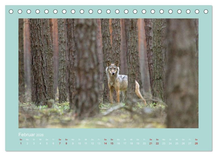 Produktbild: W&ouml;lfe, Impressionen aus der Lausitz (Tischkalender 2026 DIN A5 quer), CALVENDO Monatskalender